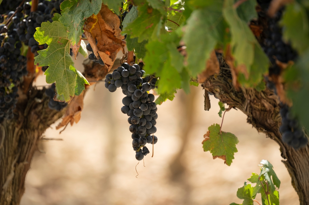 Риоха: от косечеры до гран резервы. Пирамида выдержки и ее смысл фото